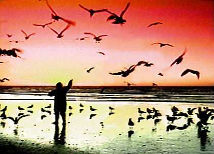 Person walking on beech with seagulls