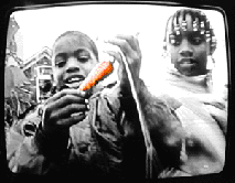 Kids harvesting carrots.